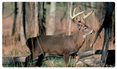 DNSEMP-C-302 White Tail Crusing